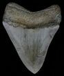 Juvenile Megalodon Tooth - Great Serrations & Tip #63928-1